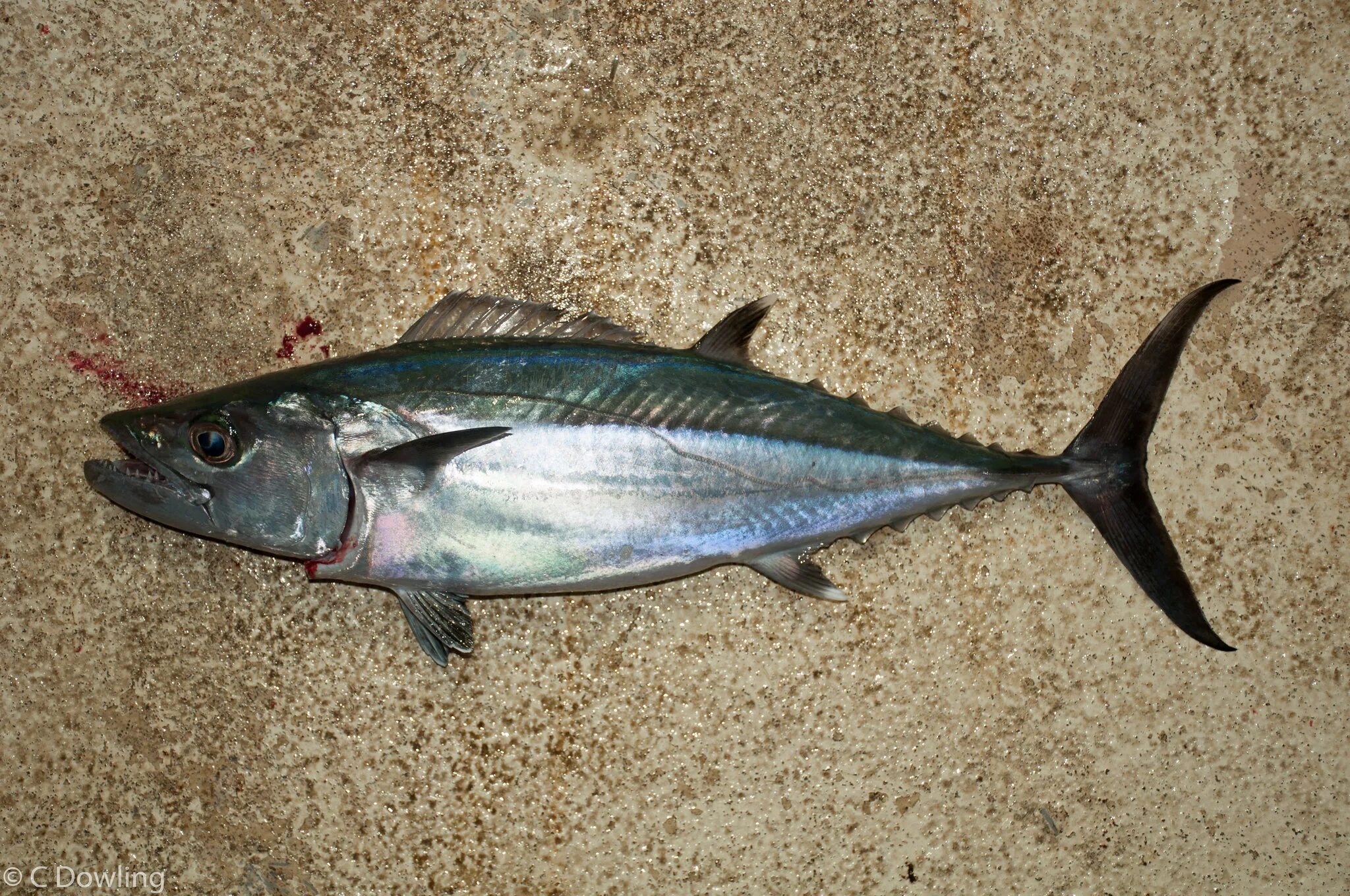 Пиламида. Черноморский тунец пеламида. Черноморская ставрида пеламида. Черноморская пиламижа. Атлантическая пеламида.