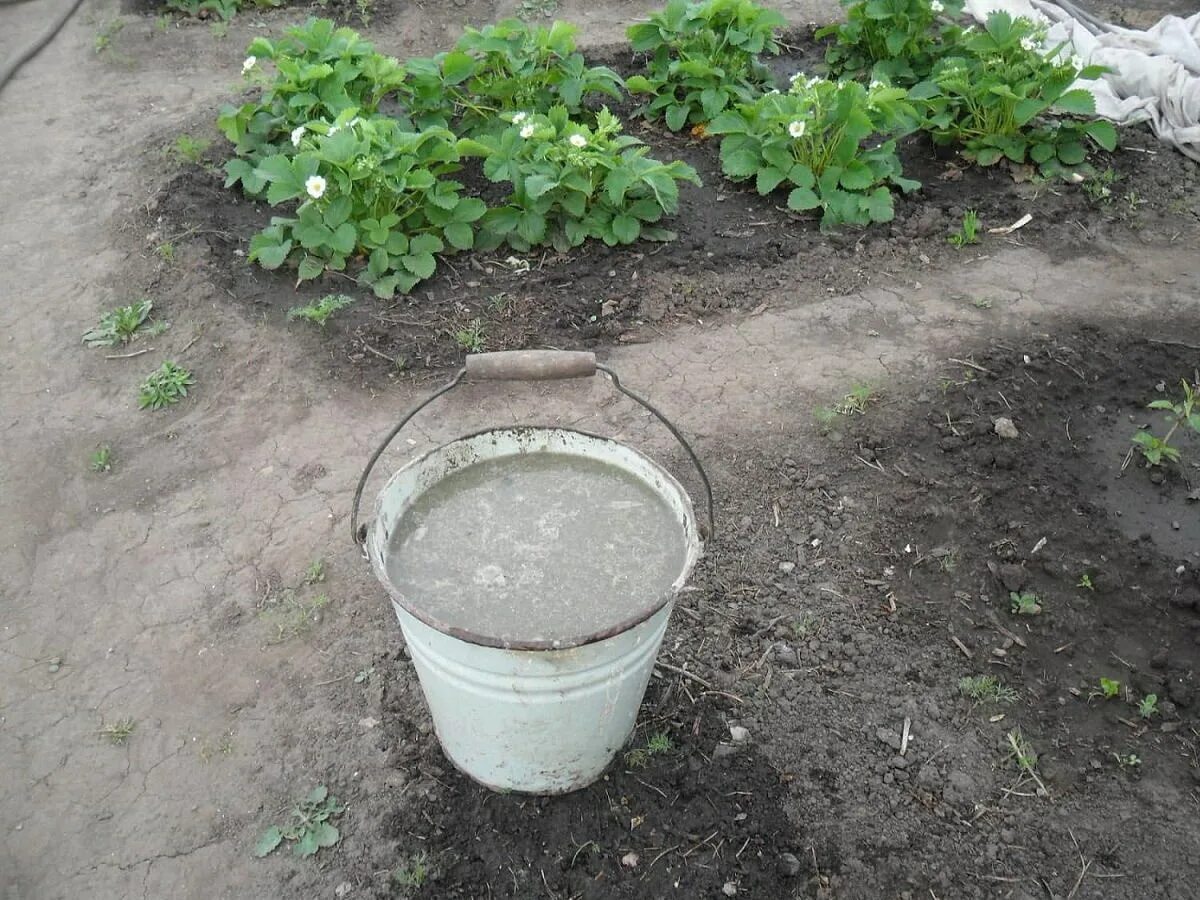 Коровяк удобрение. Полив настоем коровяка. Органическое удобрение из клещевины. Бочка для жидких удобрений. Раствор коровяка для подкормки.