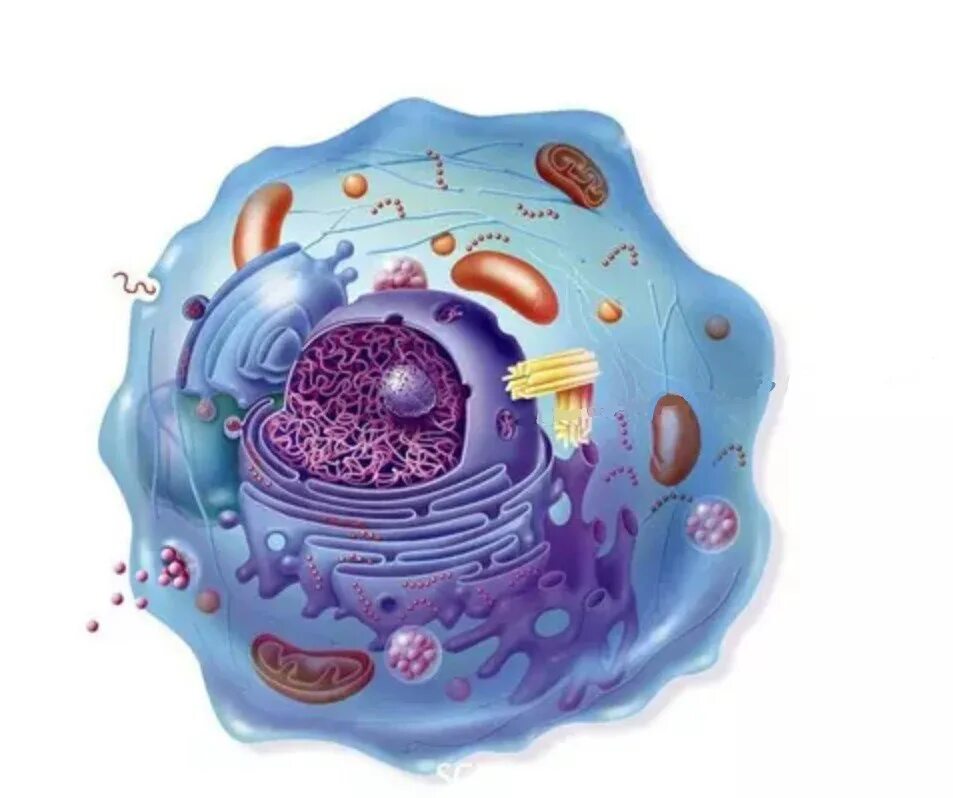 Строение митохондрии клетки. Митохондрии эукариотической клетки. Строение ядра митохондрии