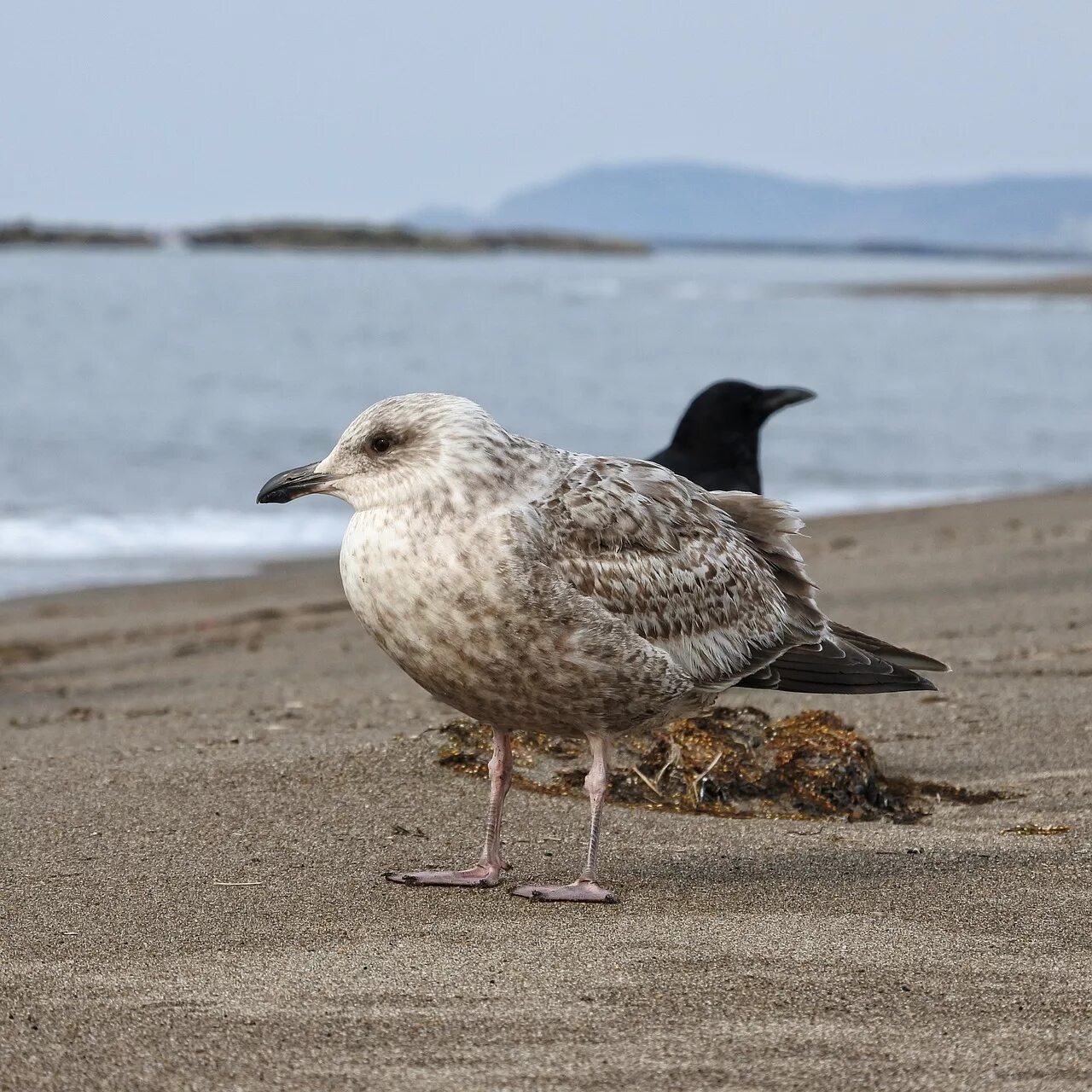 Bird Seagulls in Port free image download