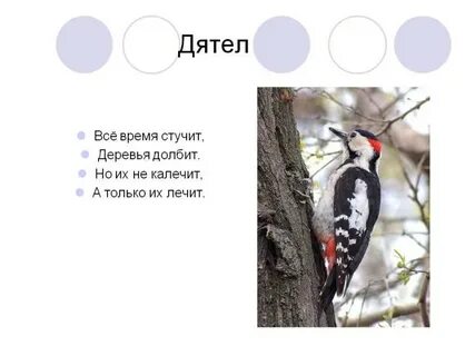 Дятел стучит