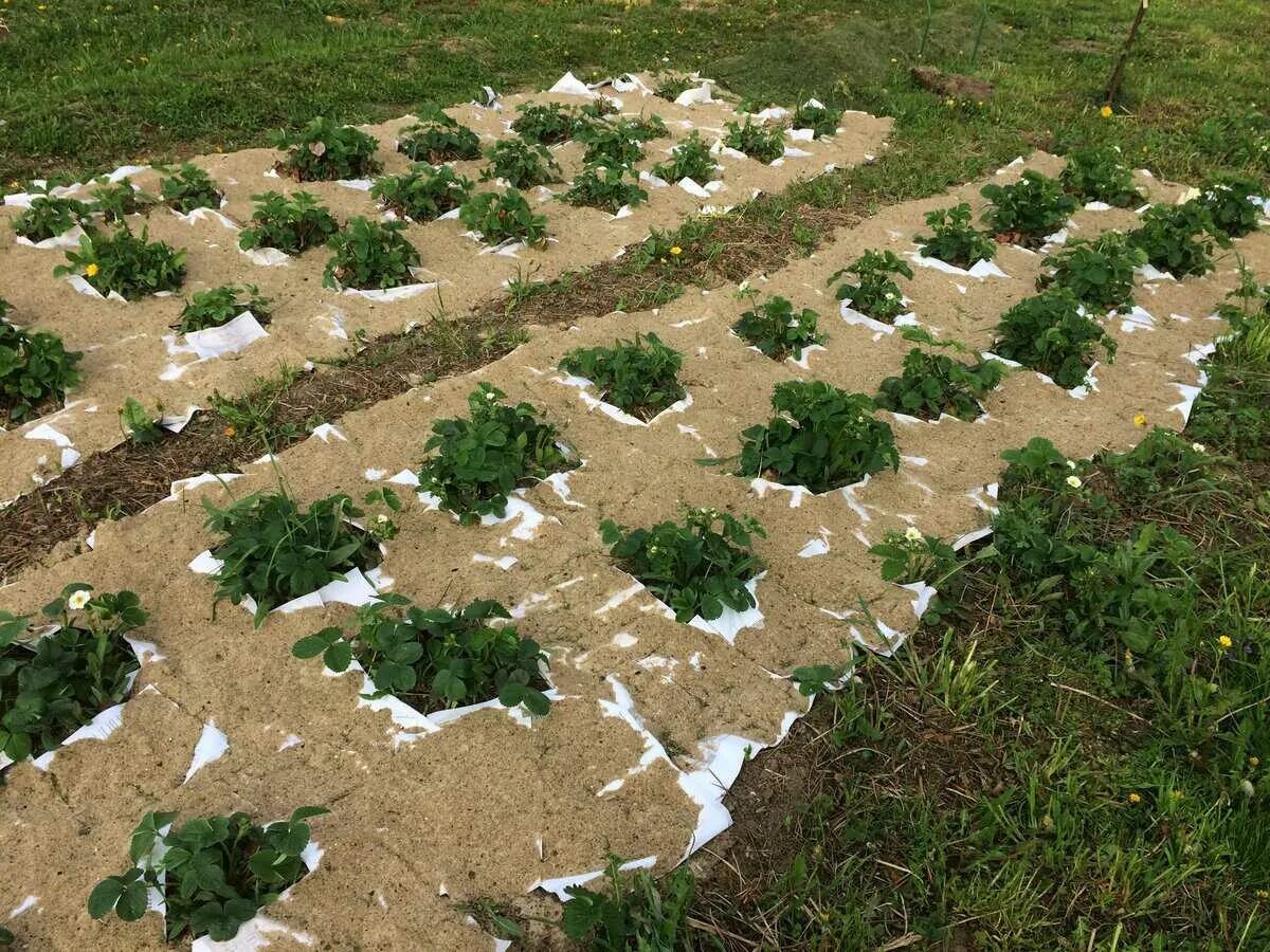 Мульчирование кустов. Бордюр для газона. Спорыш (горец птичий) трава. Растет трава из под щебня. Сорняки на участке.