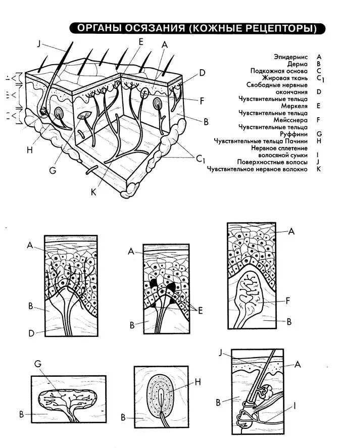 Схема строения органа осязания кожа. Рецепторы кожи схема. Кожные рецепторы схема. Строение кожи кожные рецепторы.