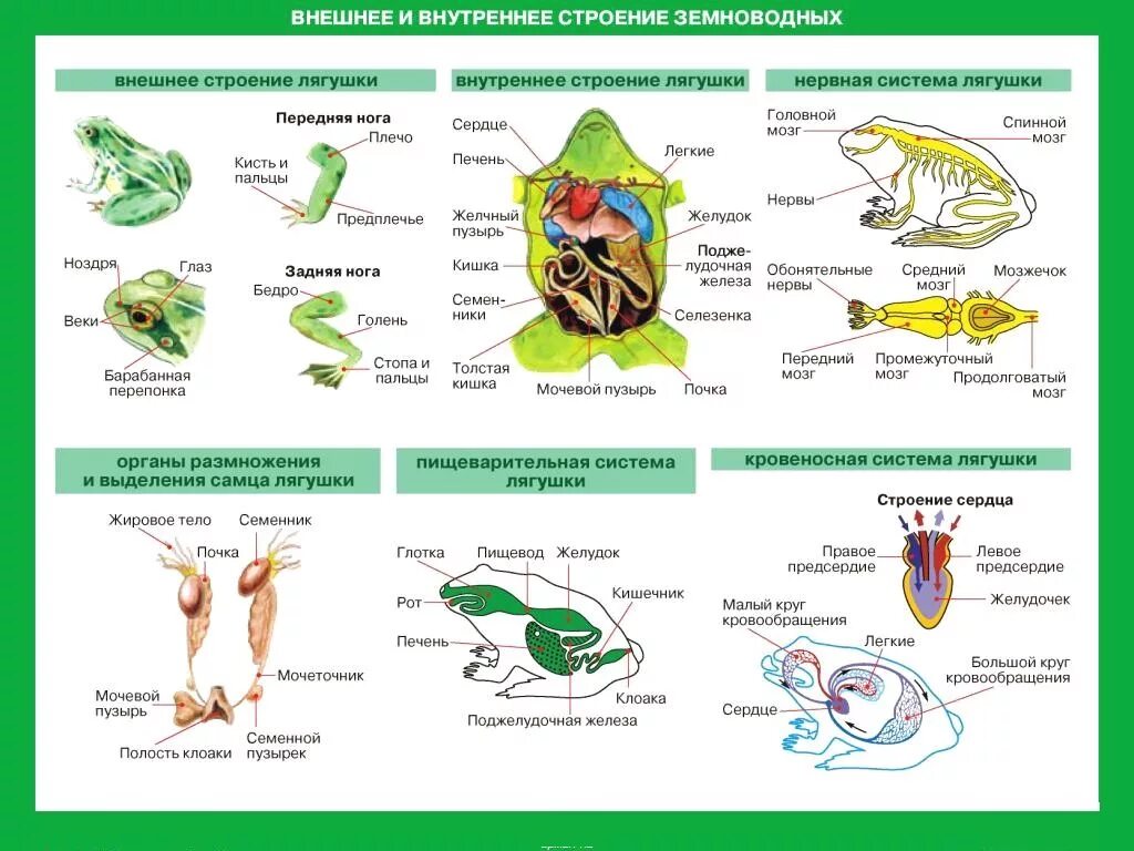 Контрольная работа по биологии амфибии. Схема цикл развития земноводных ЕГЭ биология. Внешнее и внутреннее строение бесхвостых земноводных. Земноводные амфибии строение тела. Внутреннее строение лягушки ЕГЭ.
