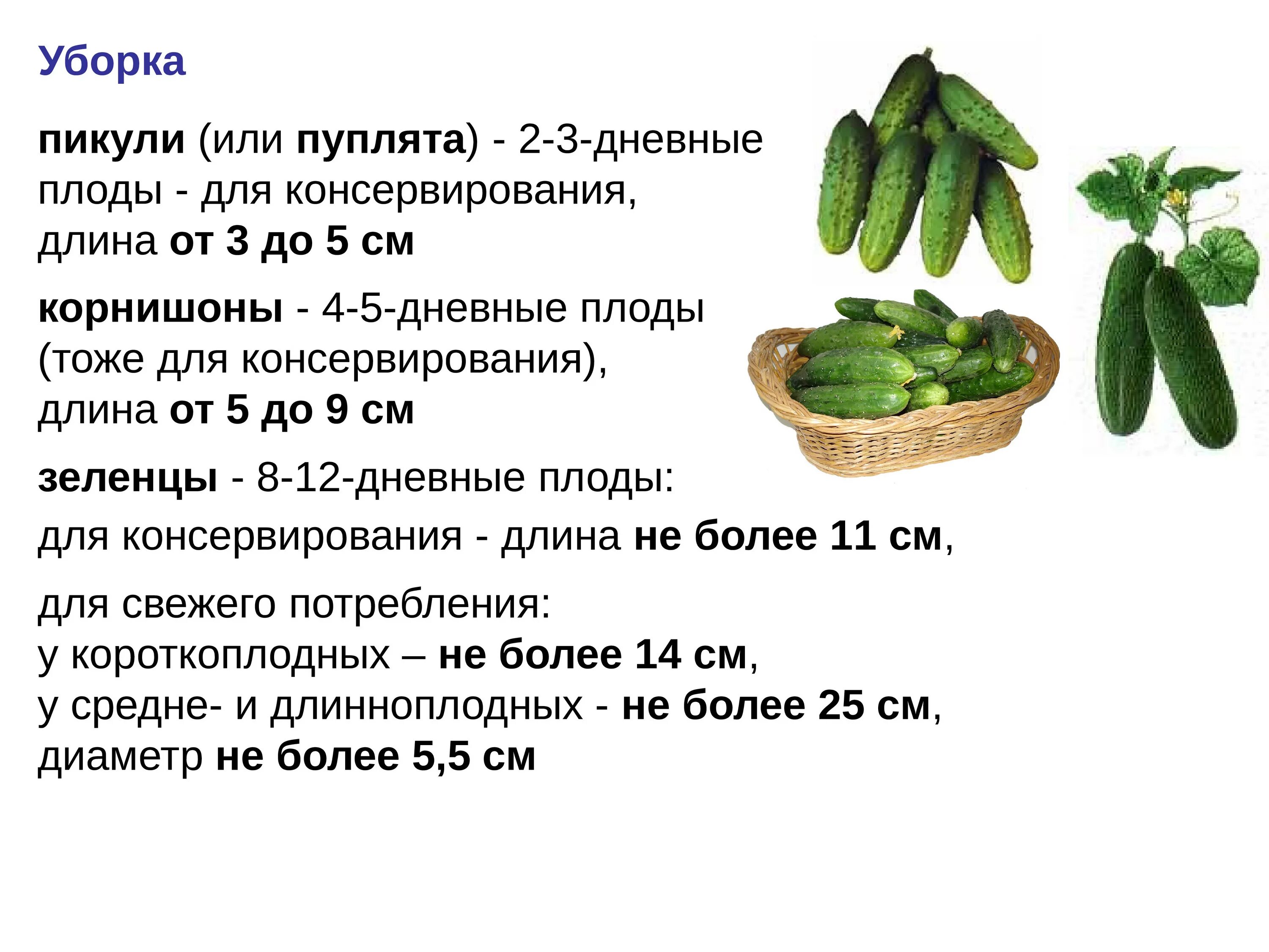 Через сколько будут огурцы. Технология выращивания огурца. Биологическая характеристика огурца. Технология возделывания огурца. Огурцы по размерам.