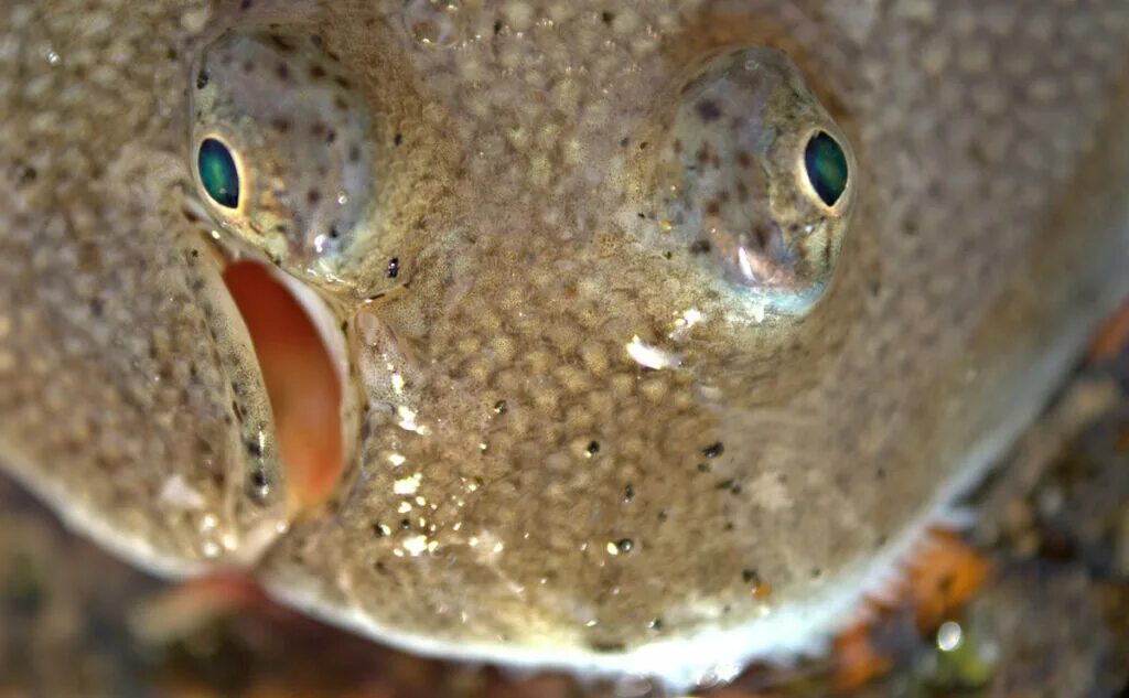 Европейская солея морской язык. Европейская солея пангасиус. Рыба солея европейская. Как выглядит рыба язык. Морской язык рыба.