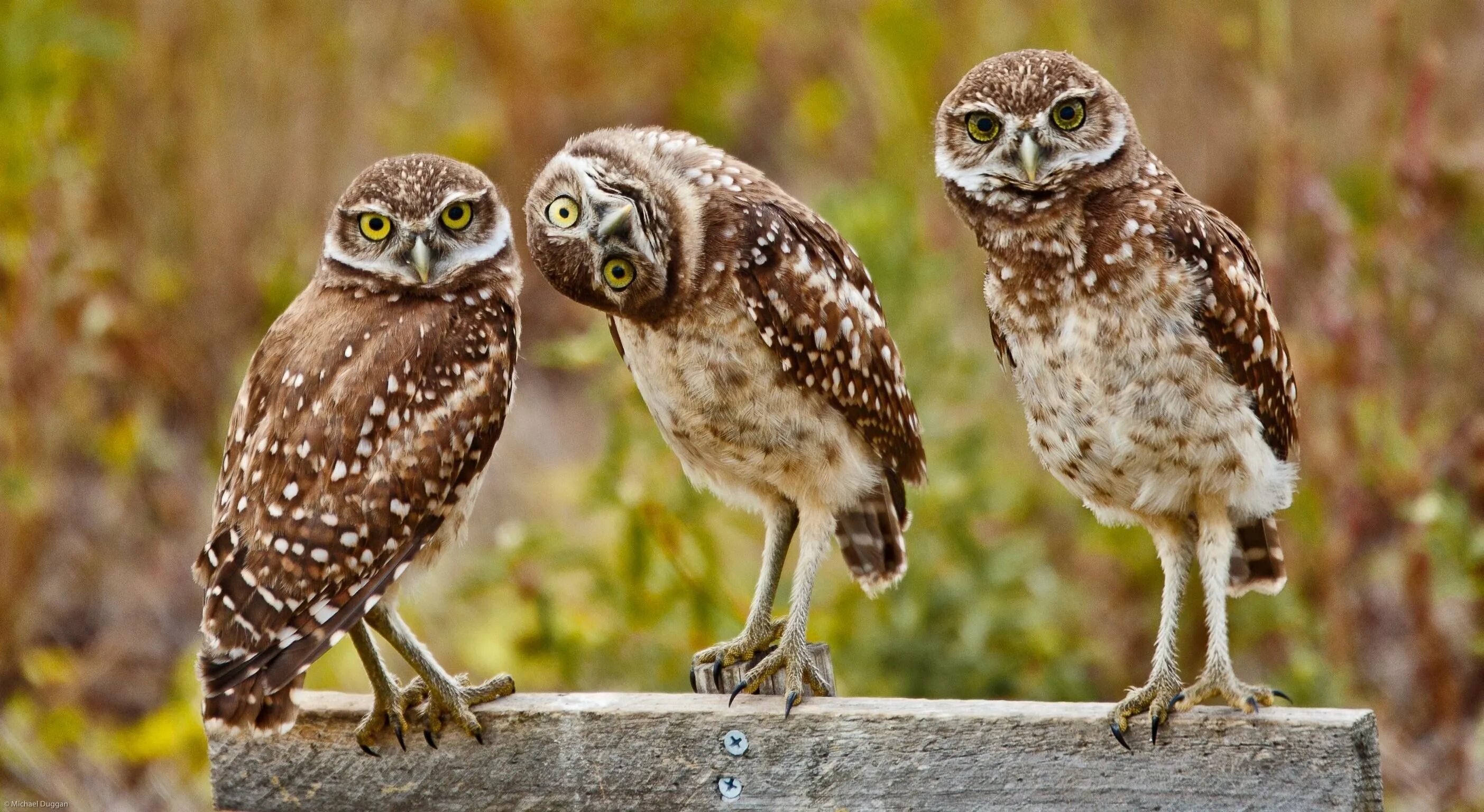 три совы. три совы. три смешные совы. 3 смешные совы. сова фото.