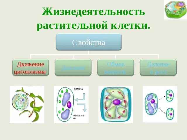 Жизнедеятельность клетки растений