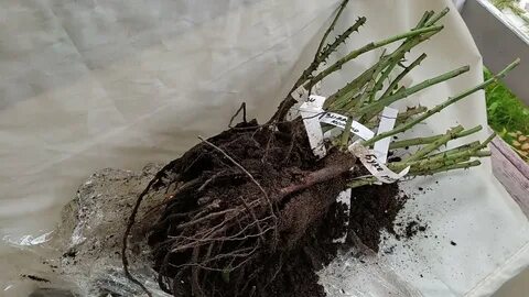 Саженцы кубань