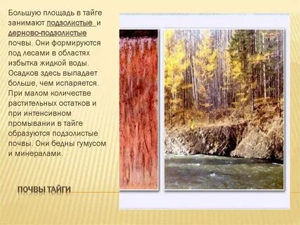 Подзолистая тайга