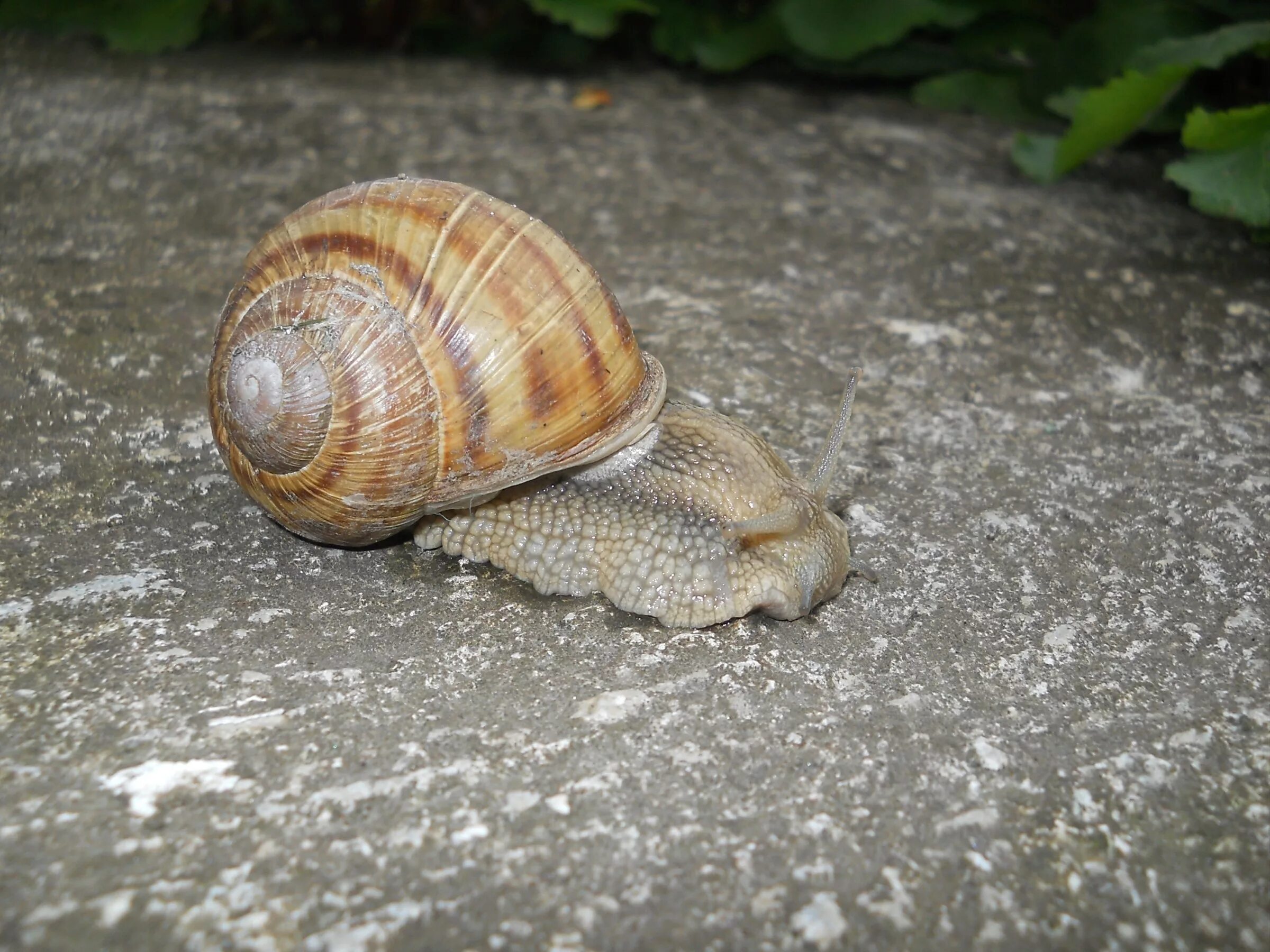 Тропические улитки. Улитка среднего. Улитка румина. Виноградная улитка. Сухопутные улитки.