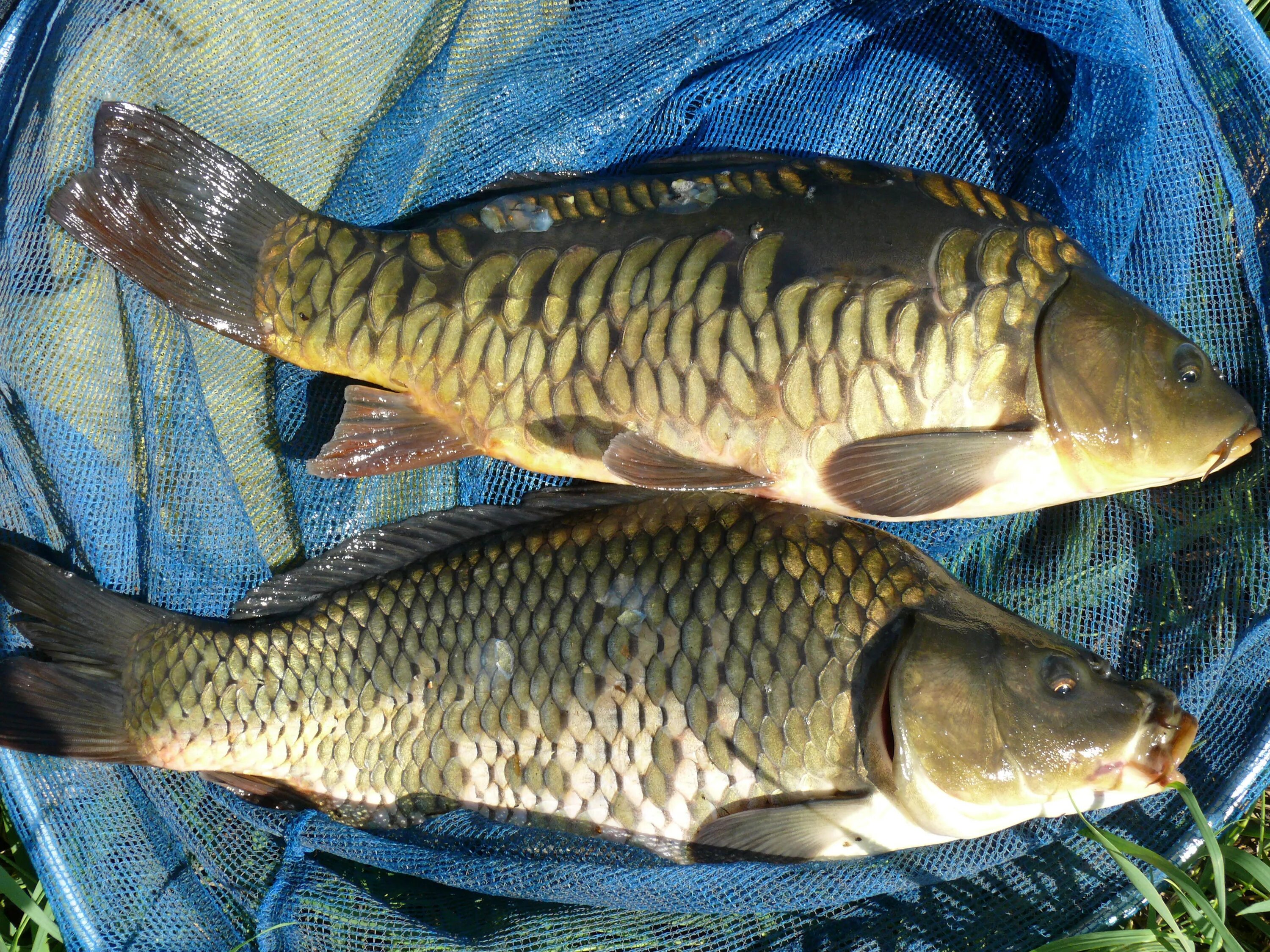 Сарбоянский Карп. Сазан и Карп. Карп (Cyprinus Carpio). Сазан сазан. Сазан виды рыбы