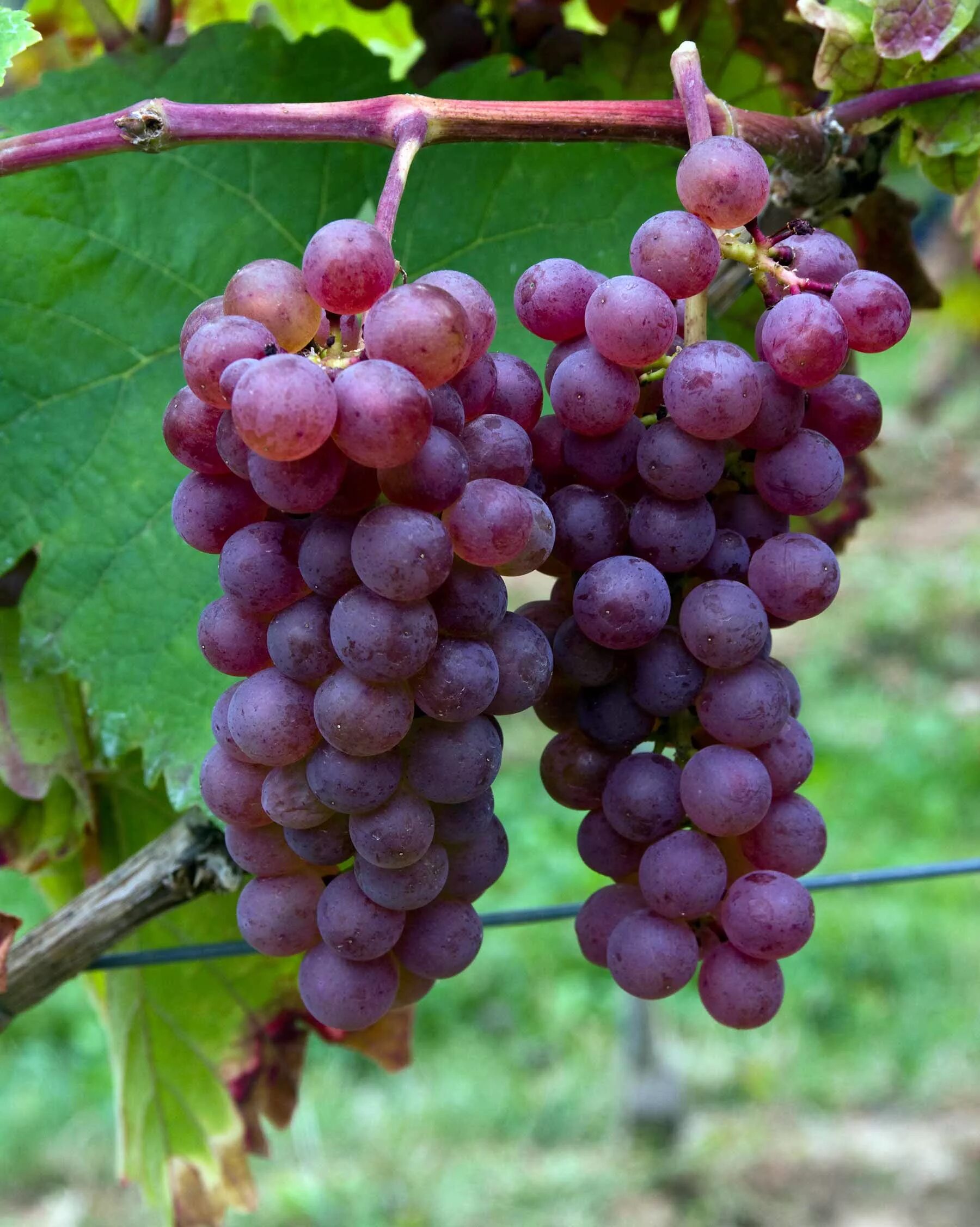 Розовый виноград вино. Блауфранкиш виноград. Кишмиш Запорожский. Вильдер сорт винограда.