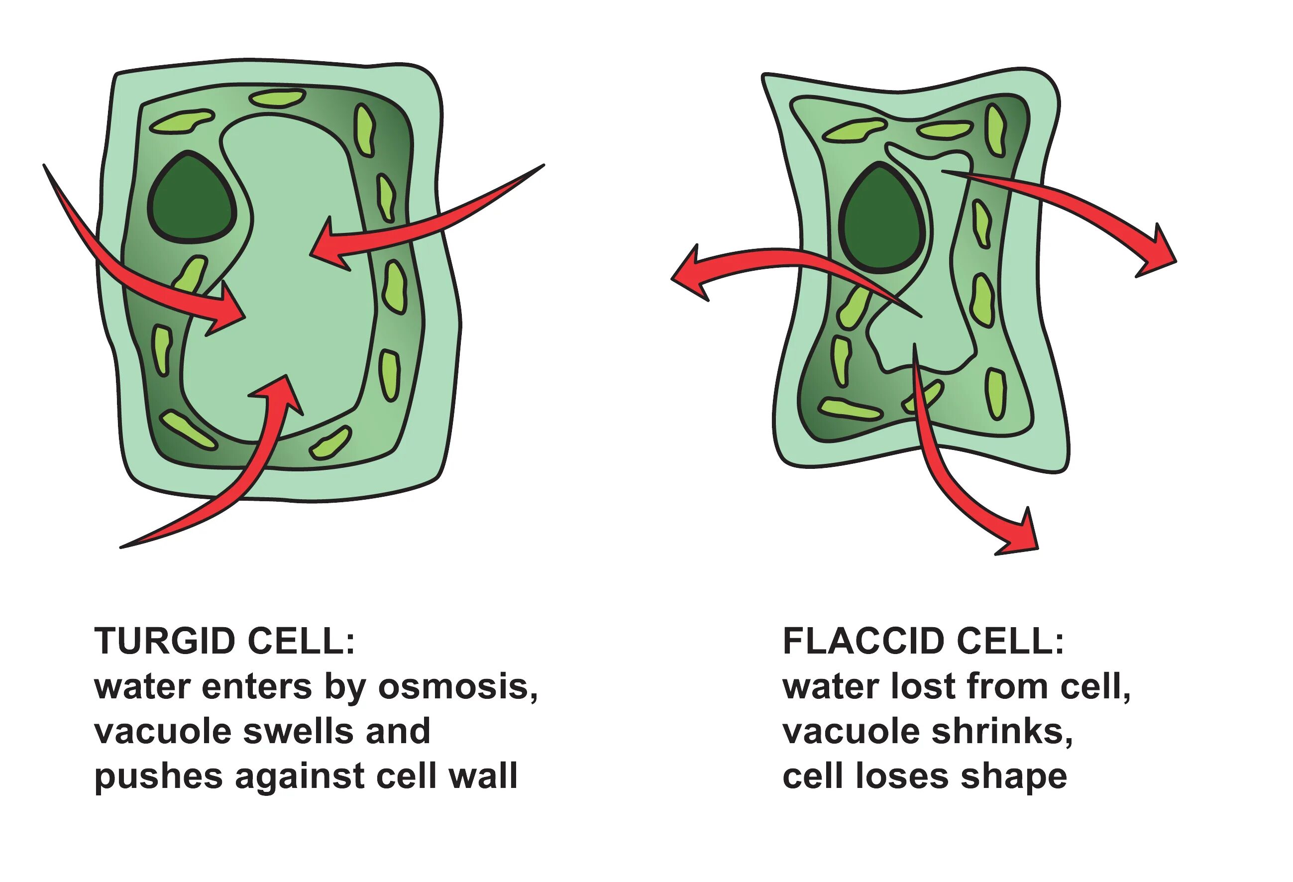 Поддержание формы клетки с помощью тургора. Тургор клетки. turgor plant cell. вакуоль тургор.