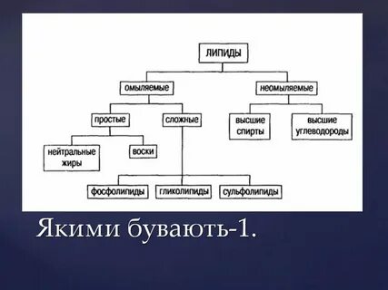 Какие ткани богаты липидами