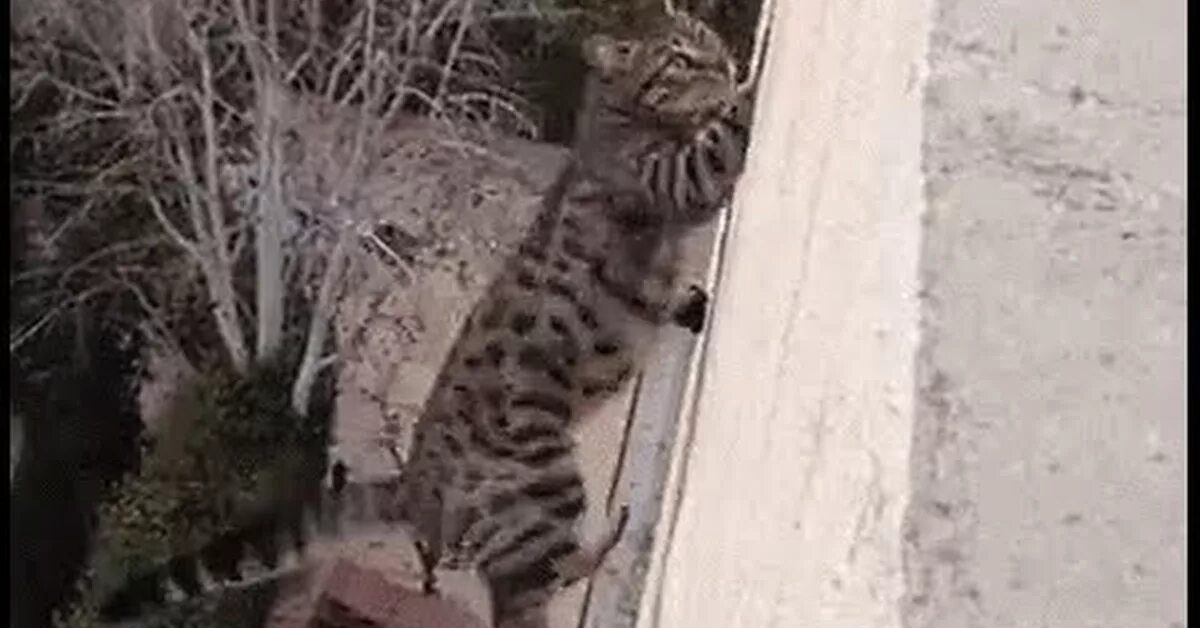 Кошка упала с 5 этажа. Падение кошки. Кот падает с высоты.