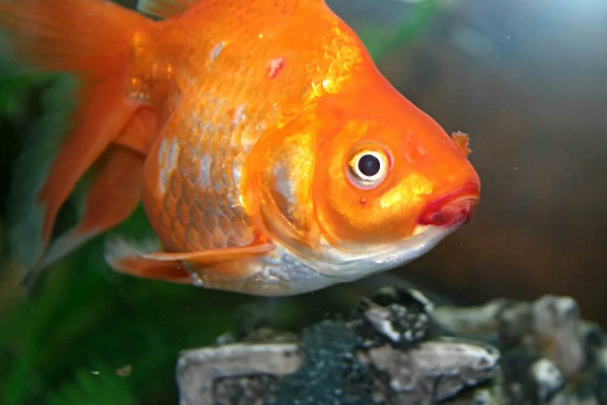 Золотая рыбка лечение