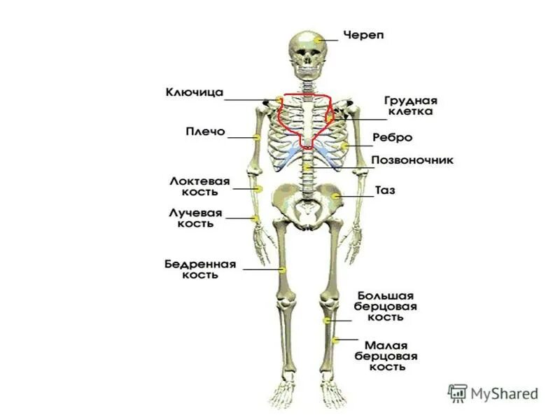 Кости позвоночника, бедро, печень на теле человека. Где у человека бедро и печень. Показать на скелете человека кости позвоночника бедро и печень.
