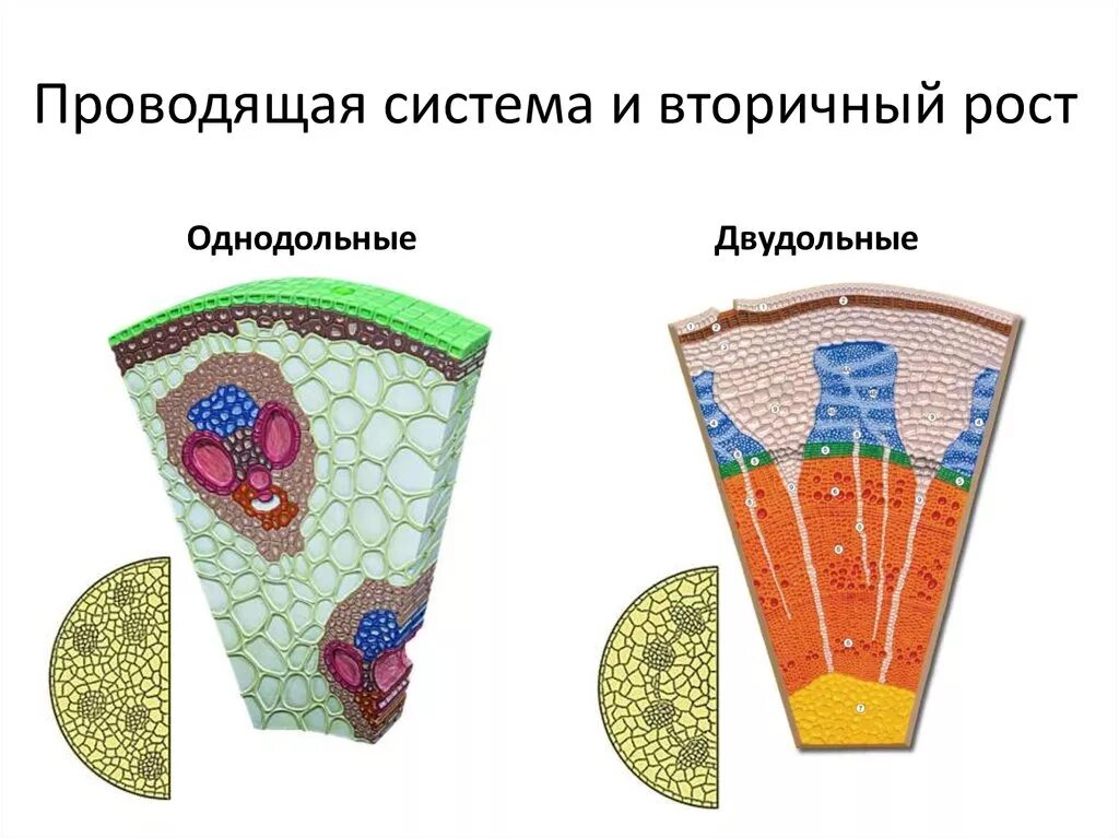 Проводящий пучок однодольного растения