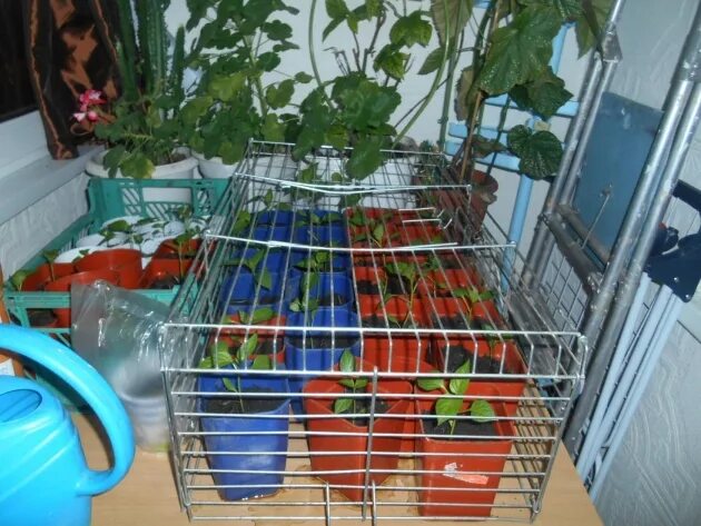Как защитить рассаду от кошек на подоконнике. Клетка для рассады от кота. клетка защита для рассады от кошек. клетка для цветов от кошек. сетка для рассады от кошек.