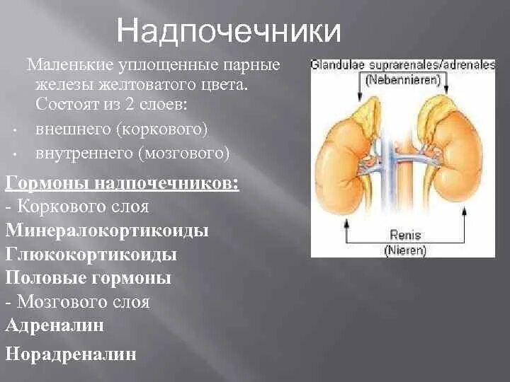 Болят ли надпочечники. Надпочечники эндокринная система. Надпочечники расположение. Гормоны коркового слоя надпочечников. Надпочечники внутренней секреции.