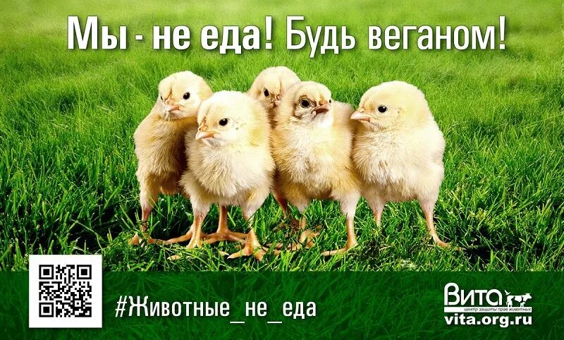 Животные не еда. Птицы вегетарианцы. Птичка -веган картинки. Веган животное