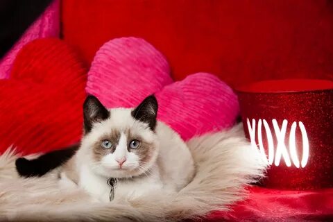 С днем влюбленных котики