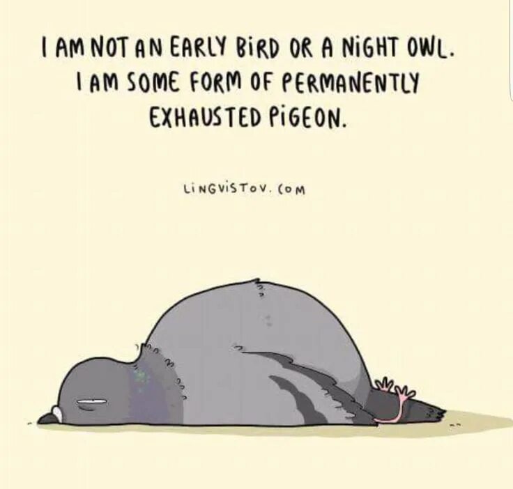 Permanently перевод. Exhausted Pigeon. Ealybird Night Owl exhausted Pigeon. Early Bird or a Night Owl Permanently exhausted Pigeon. Early Bird Night Owl.