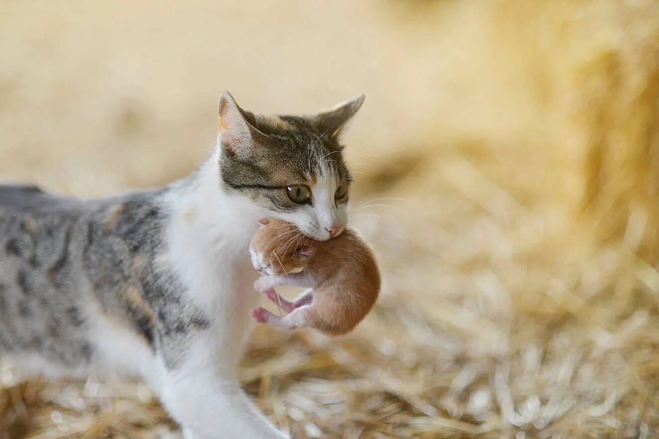 Кошка несет котенка. Кошка нечеи котенка. Кошка тащит котенка. Кошачий надел. Почему кошки мам мам