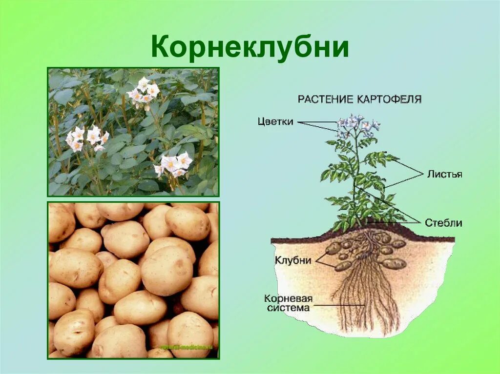 Корнеплод свеклы и клубень картофеля. Корневые клубни (корнеклубни). Корнеплоды корневые клубни клубеньки. Растения с корневыми клубнями.