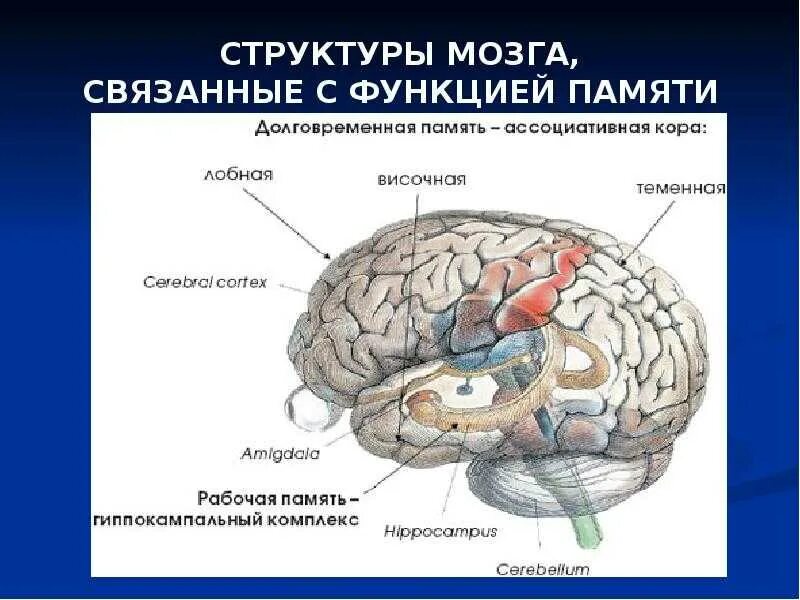 Структура мозга. Структуры мозга связанные с памятью. Структуры мозга связанные с научением. Древние структуры мозга.