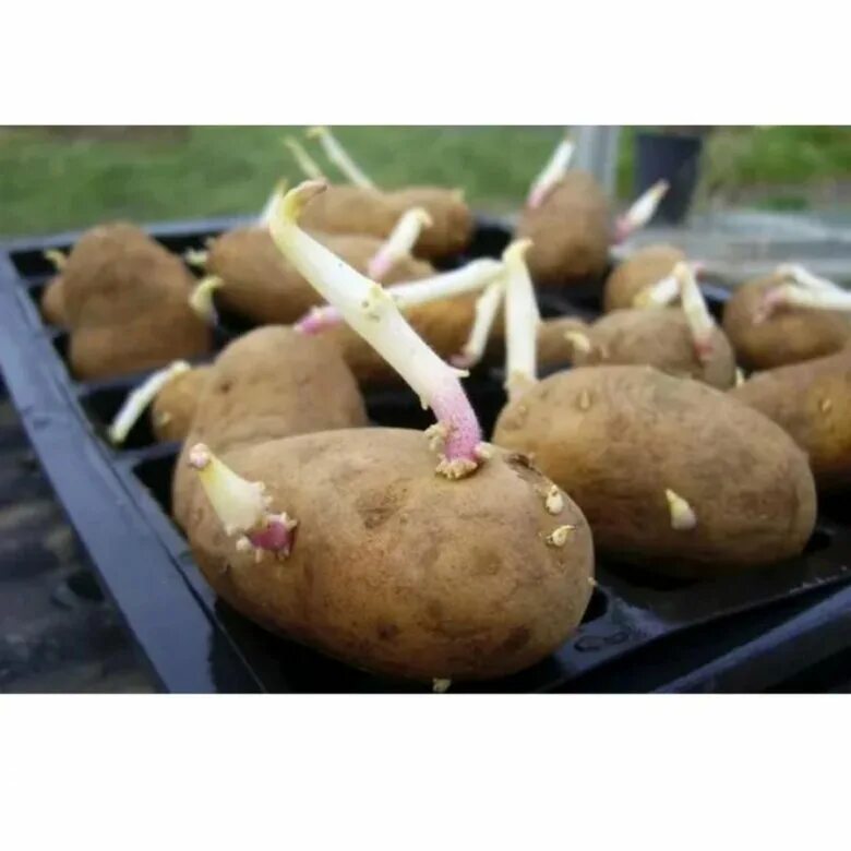 Когда проращивать картофель на посадку. Проросший клубень картофеля. Проросшая картошка. Посадка картофеля. Пророщенные клубни картофеля.