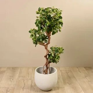 Фикус макламе