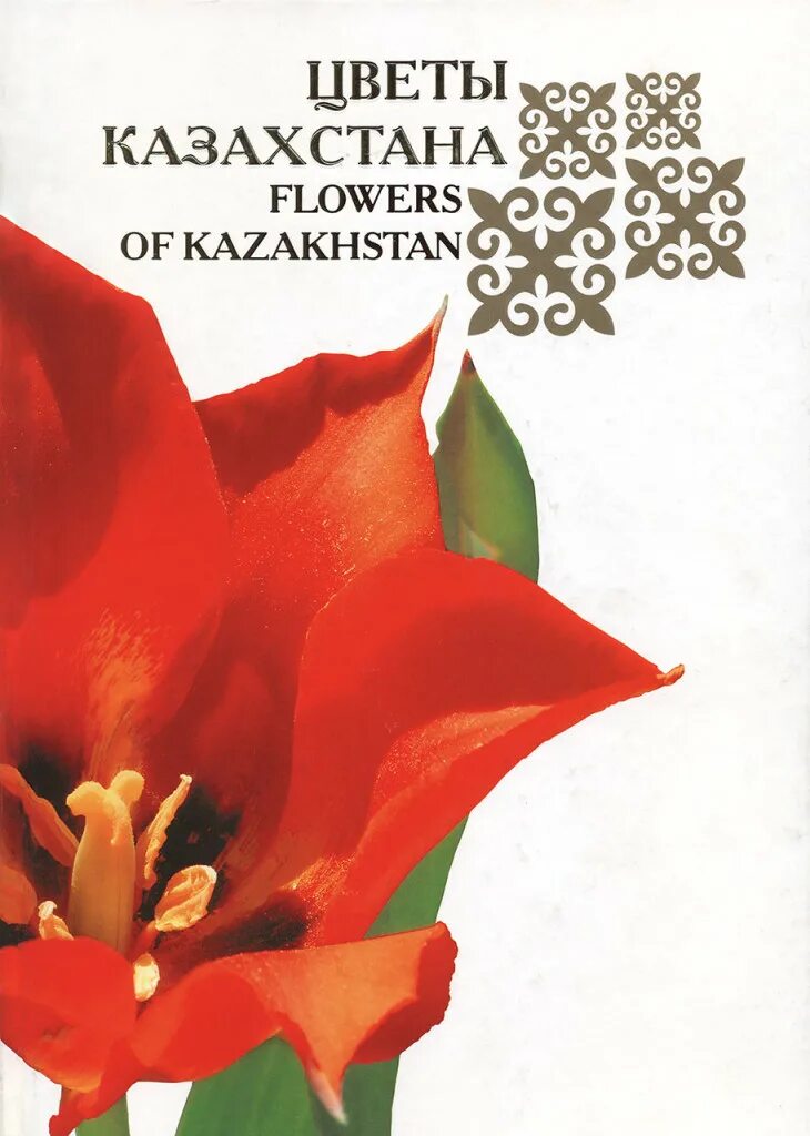 Цветок на казахском. Тюльпан шренка в оренбургской. Тулпан киргизии горный. Тюльпаны шренка астраханской. Тюльпан геснера шренка.