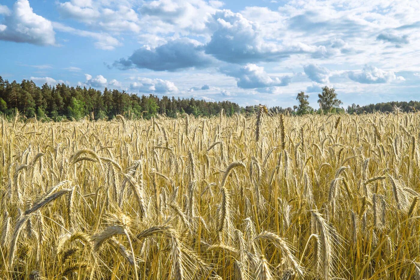 Поля Острогожск рожь. Валдай рожь. Рязань поля пшеницы. Поля ржи и пшеницы в Московской области. Про жито