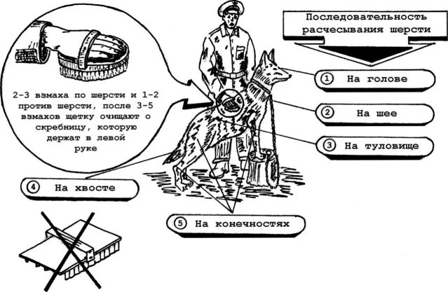 Последовательность очищения. Суконка для чистки служебный собаки. Гигиена транспортировки служебных собак.. Последовательность чистки собак.