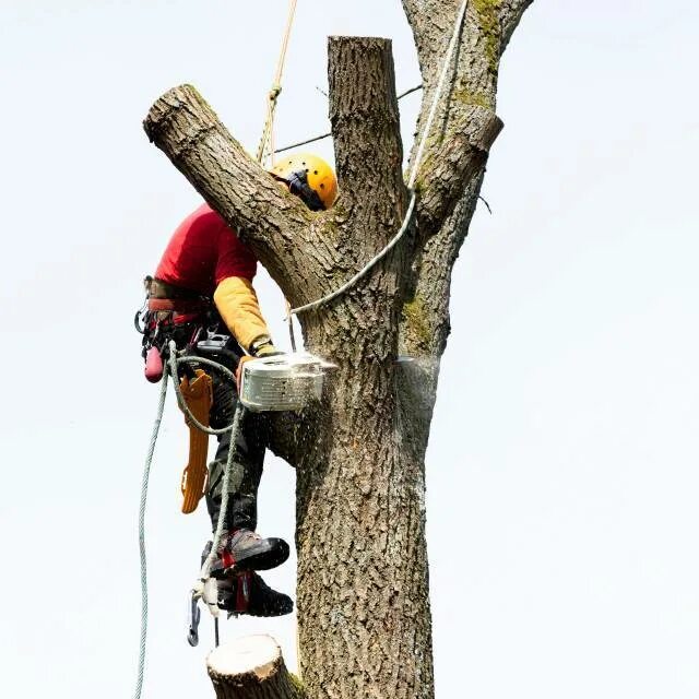 Пилит дерево. Stihl ms 271. Пилит дерево. Пила с ржавчиной. Сон пилить.