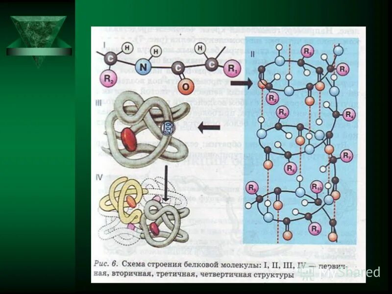 Белки 11 класс биология