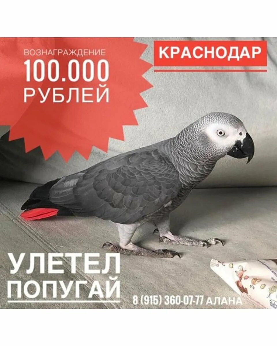 Попугай за 100 рублей. Попугай за 100 тысяч. Попугай за 200 тысяч рублей. Попугай Мамаевой. Сколько стоят рублей попугаи