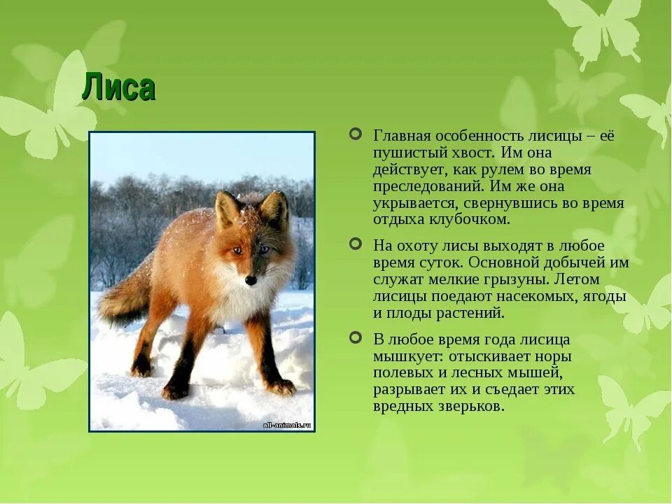 Рассказ о животном и человеке 3 класс. Доклад о лисе. Доклад о лисах. Доклад про лисицу. Описание лисы.