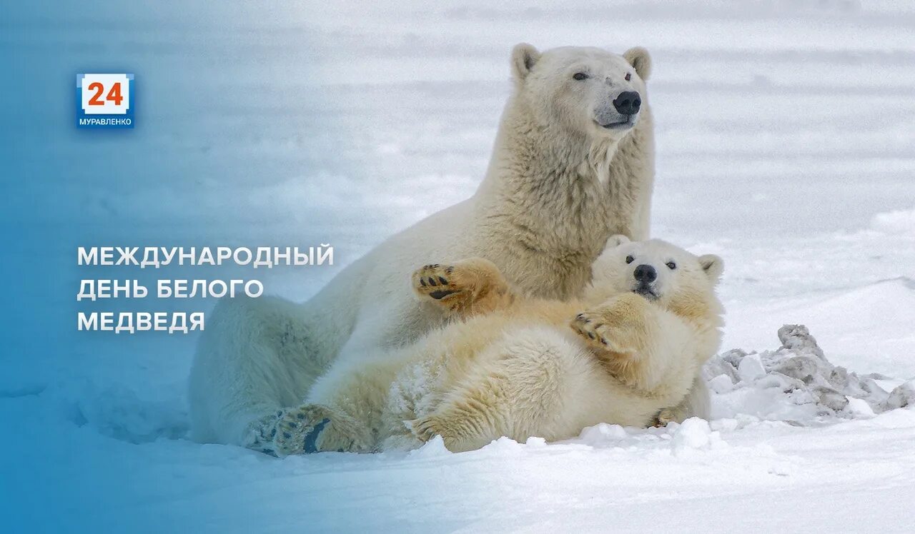 Международный день белого медведя 2024. 27 февраля день полярного медведя. Международный день белого медведя 2024. День полярного медведя. Международный день белого медведя 2024.