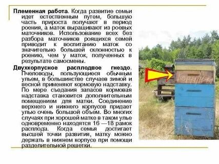 С одного улья одновременно вылетели