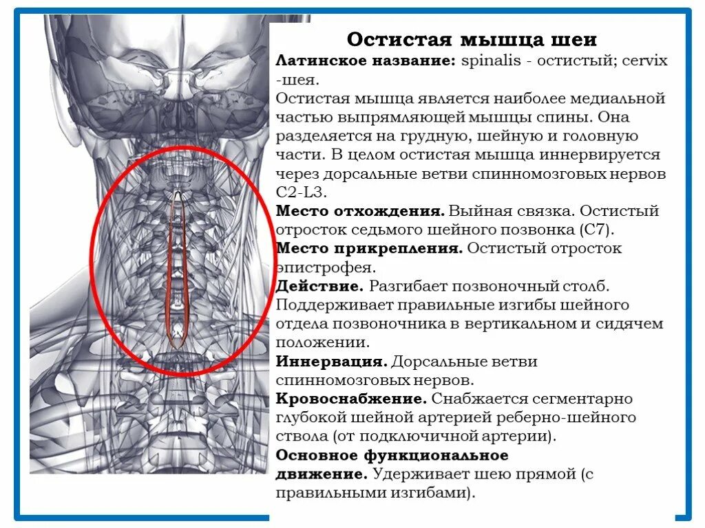 Остистая мышца шеи. Остистая мышца головы. Остистая мышца головы анатомия.