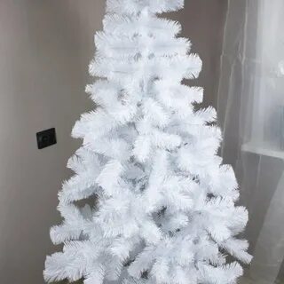 Белая ель