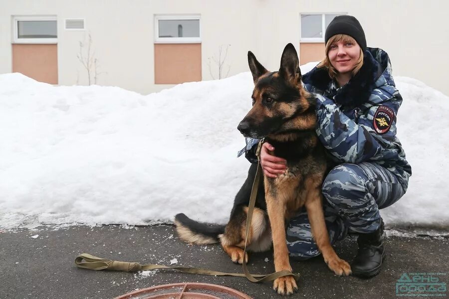 немецкой. немецкая овчарка зкс.