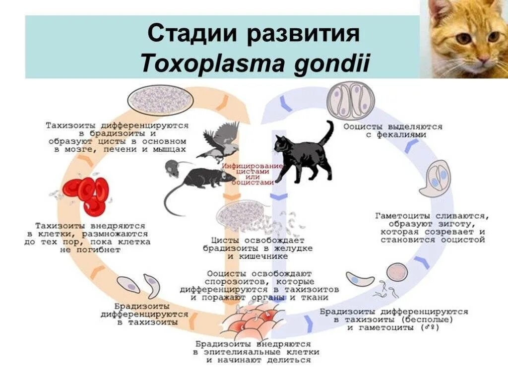 Может ли человек заразиться кошачьим. Болезнь кошек токсоплазмоз. Токсоплазмоз кошек цикл развития. Токсоплазма гондии в кошке. Болезнь от кошек токсоплазмоз.