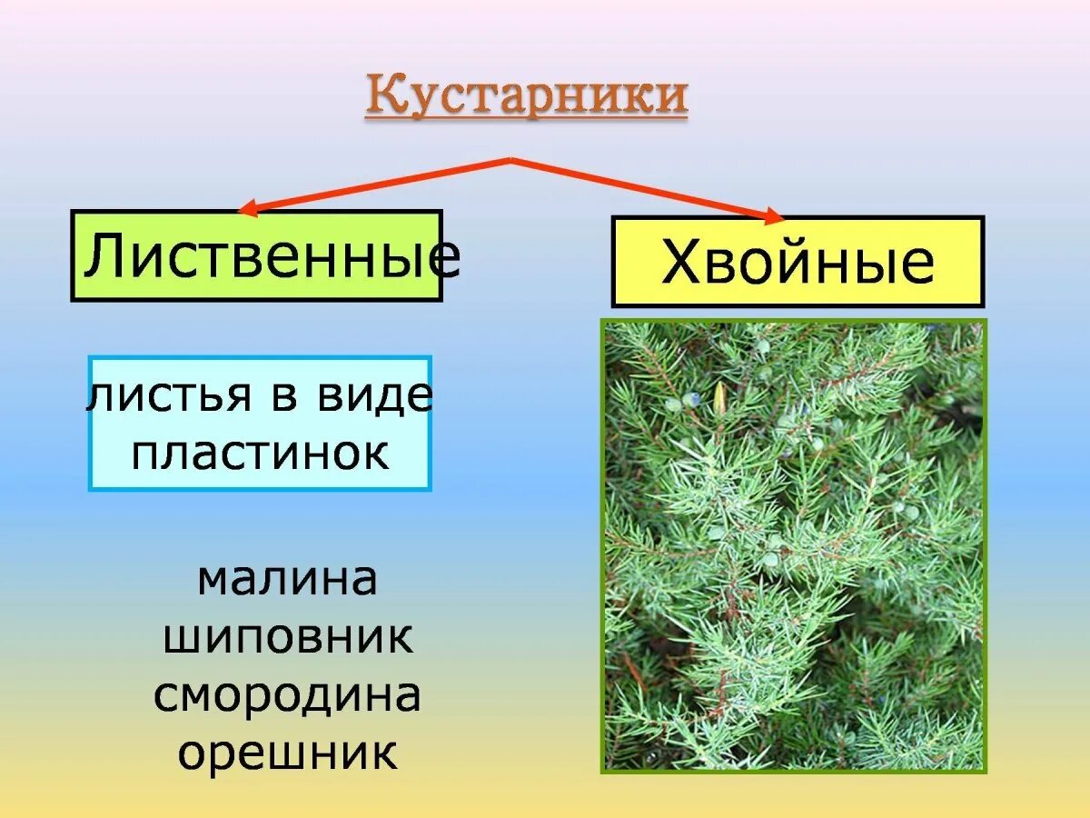 Кустарники примеры растений 2 класса Приведите примеры кустарников