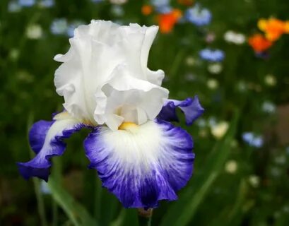 Bzigo iris