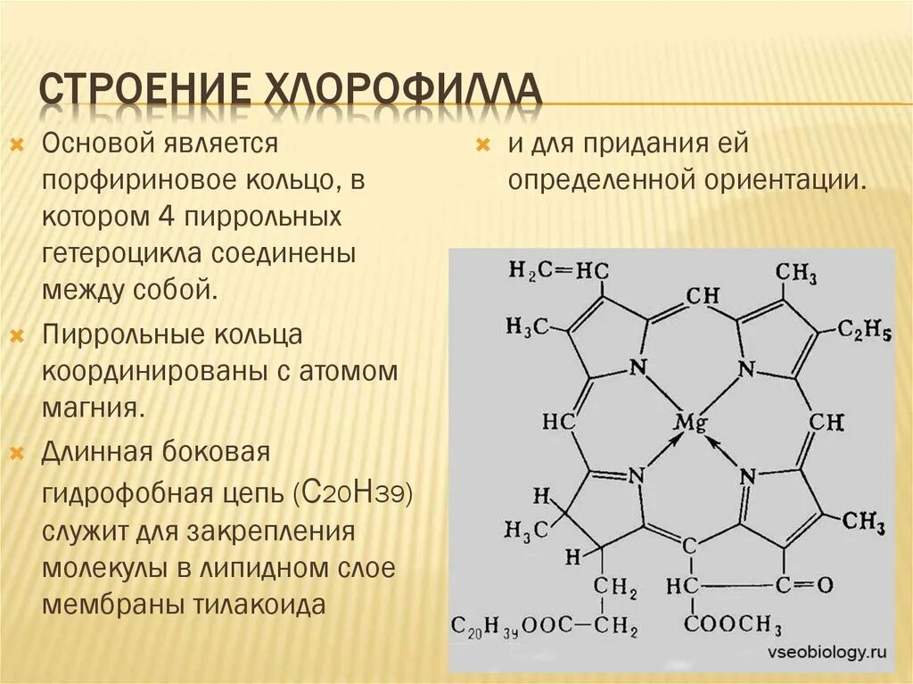 Особенности хлорофилла