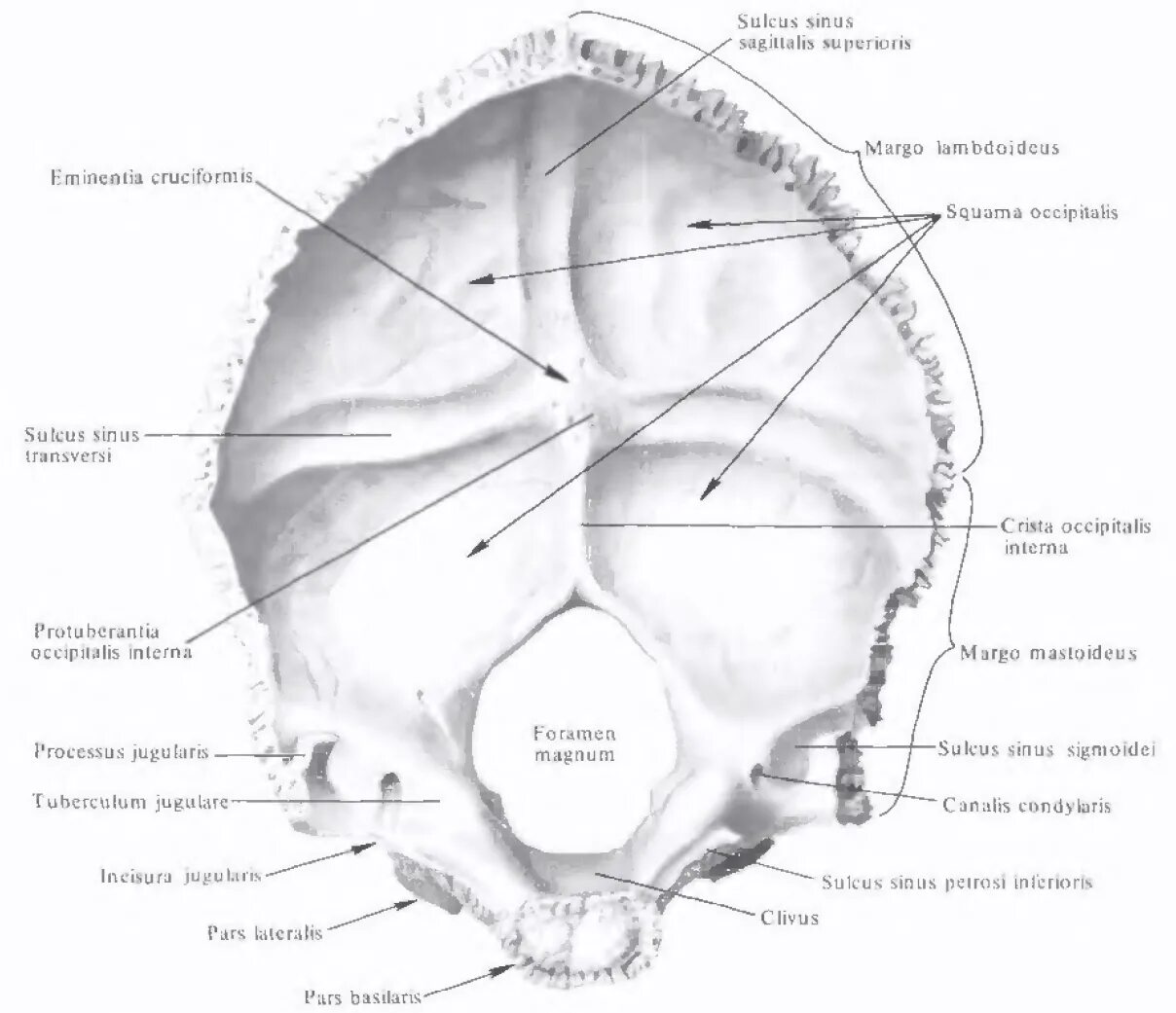 Мыщелки черепа. Борозда Нижнего Каменистого синуса затылочной кости. Затылочная кость борозда Нижнего Каменистого синуса. Затылочная кость анатомия края. Затылочная кость анатомия Синельников.
